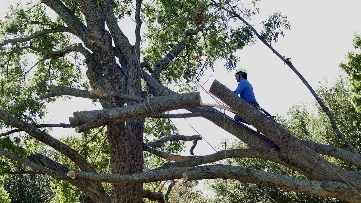 Professional Crown Thinning performed by certified arborists in Ball Ground